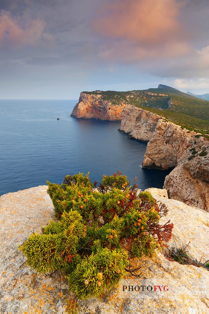 The cliff of Capo Caccia at sunsire