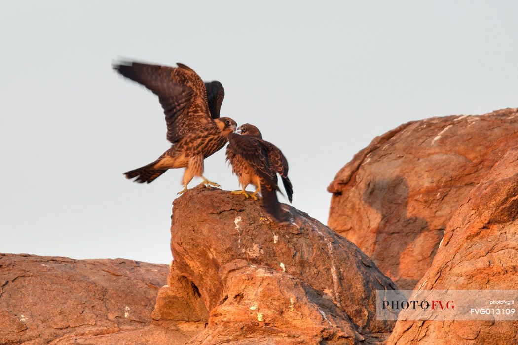 Falco Eleonora in its natural environment, an extraordinary bird