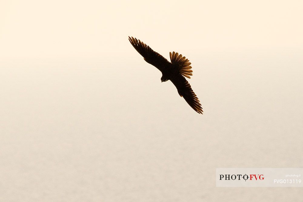 Falco Eleonora in its natural environment, an extraordinary bird