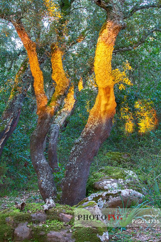 The plateau of the Giara is a vast area in the heart of Sardinia, with an area of 42 square kilometers, and a height of 550 meters above sea level. Just arrived one is enveloped by a feeling of extreme contact with nature