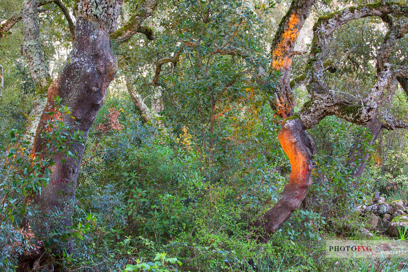 The plateau of the Giara is a vast area in the heart of Sardinia, with an area of 42 square kilometers, and a height of 550 meters above sea level. Just arrived one is enveloped by a feeling of extreme contact with nature