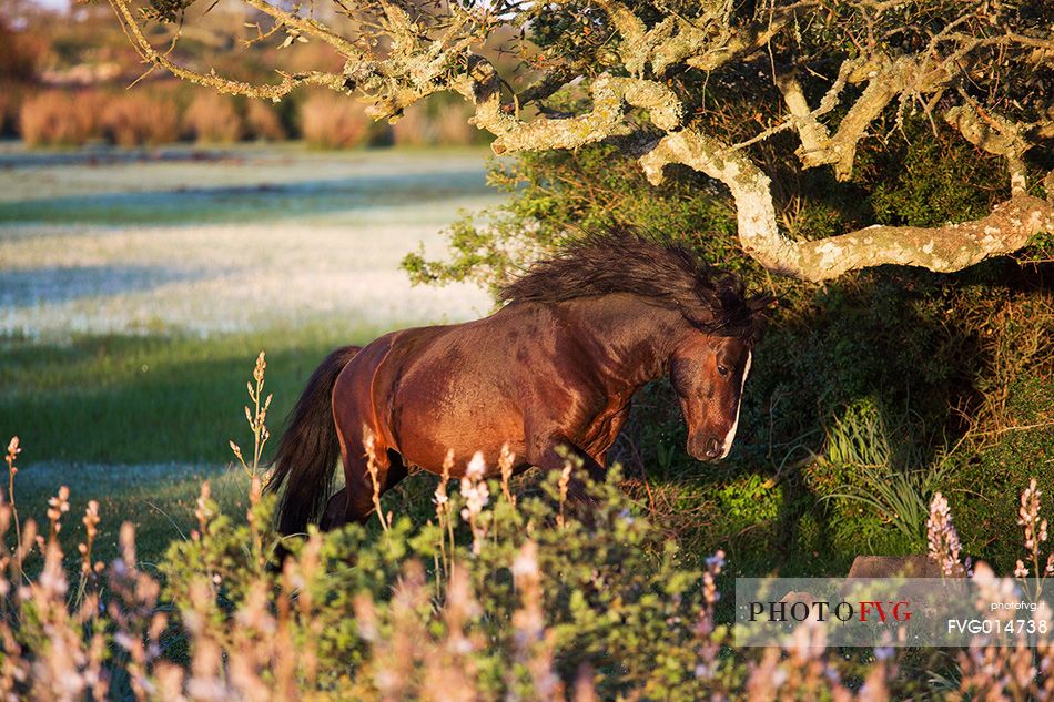 The plateau of the Giara is a vast area in the heart of Sardinia, with an area of 42 square kilometers, and a height of 550 meters above sea level. Just arrived one is enveloped by a feeling of extreme contact with nature