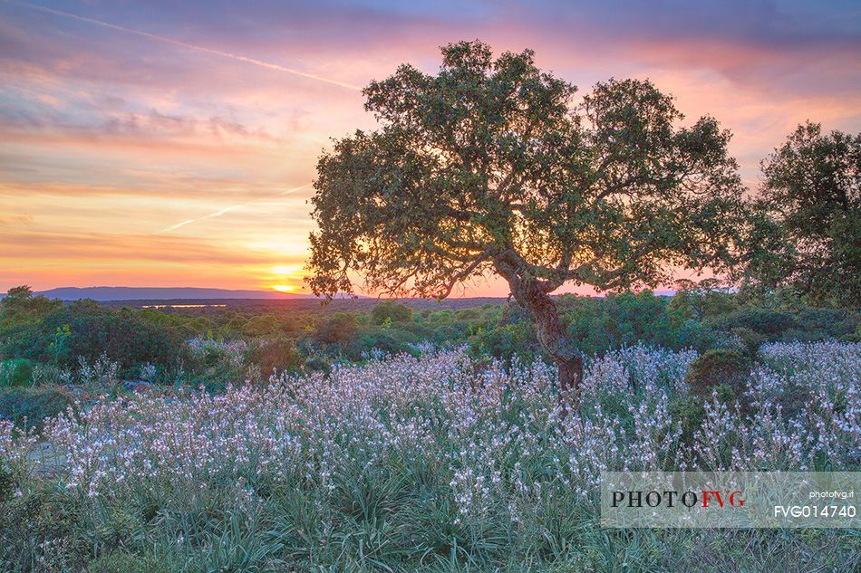 The plateau of the Giara is a vast area in the heart of Sardinia, with an area of 42 square kilometers, and a height of 550 meters above sea level. Just arrived one is enveloped by a feeling of extreme contact with nature