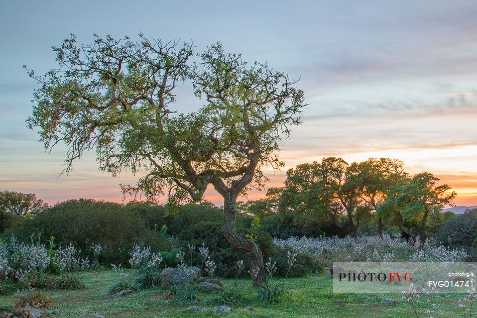 The plateau of the Giara is a vast area in the heart of Sardinia, with an area of 42 square kilometers, and a height of 550 meters above sea level. Just arrived one is enveloped by a feeling of extreme contact with nature