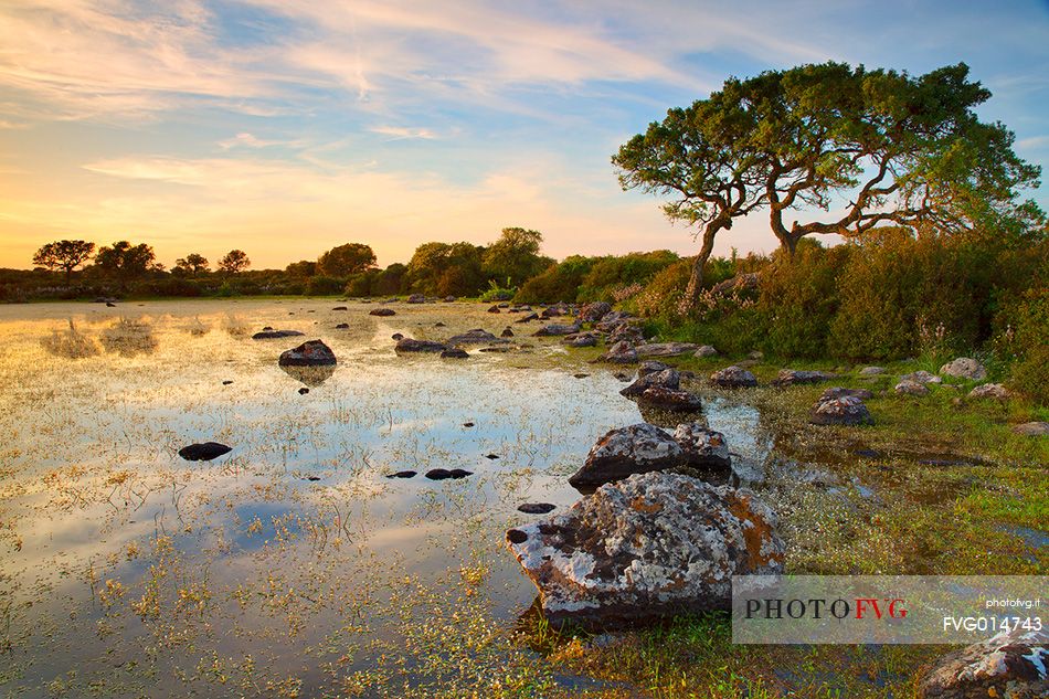 The plateau of the Giara is a vast area in the heart of Sardinia, with an area of 42 square kilometers, and a height of 550 meters above sea level. Just arrived one is enveloped by a feeling of extreme contact with nature