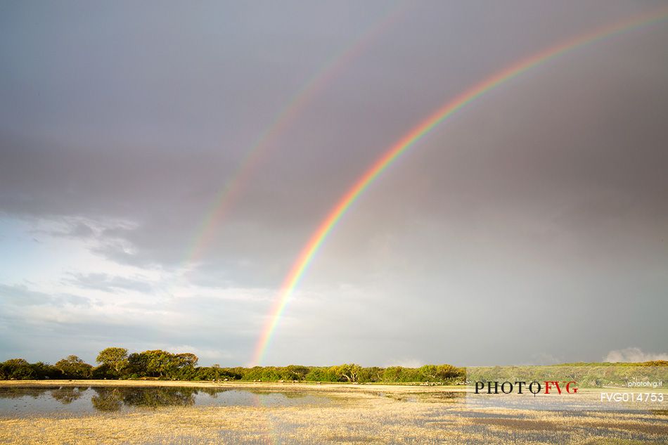 The plateau of the Giara is a vast area in the heart of Sardinia, with an area of 42 square kilometers, and a height of 550 meters above sea level. Just arrived one is enveloped by a feeling of extreme contact with nature