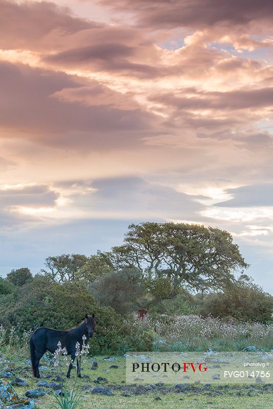 The plateau of the Giara is a vast area in the heart of Sardinia, with an area of 42 square kilometers, and a height of 550 meters above sea level. Just arrived one is enveloped by a feeling of extreme contact with nature