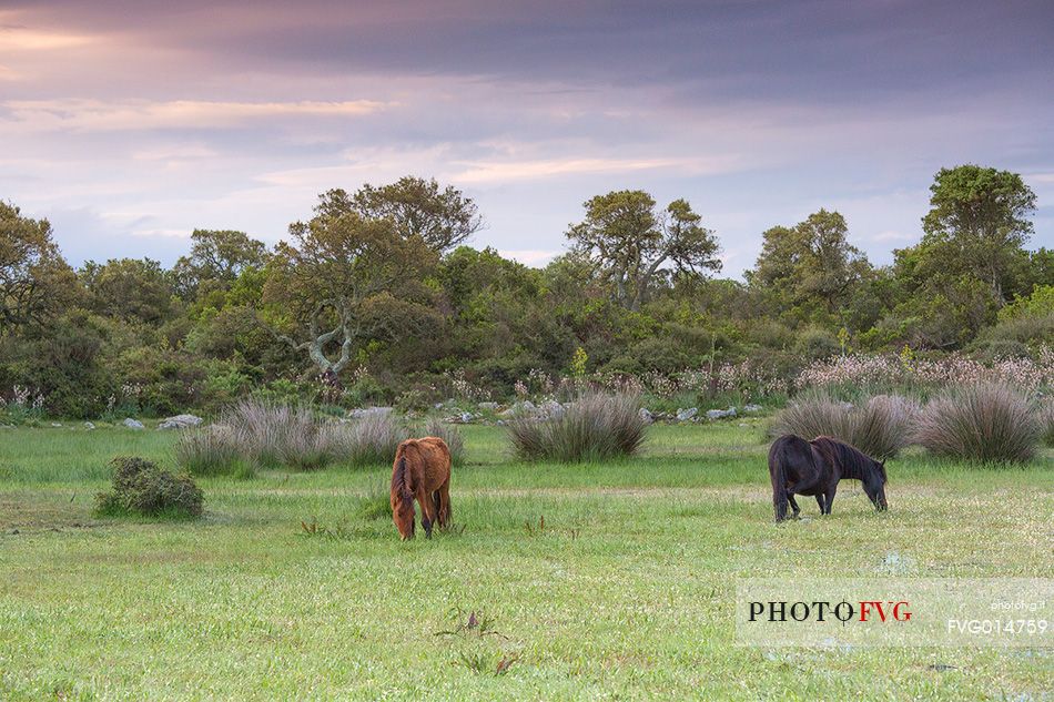 The plateau of the Giara is a vast area in the heart of Sardinia, with an area of 42 square kilometers, and a height of 550 meters above sea level. Just arrived one is enveloped by a feeling of extreme contact with nature