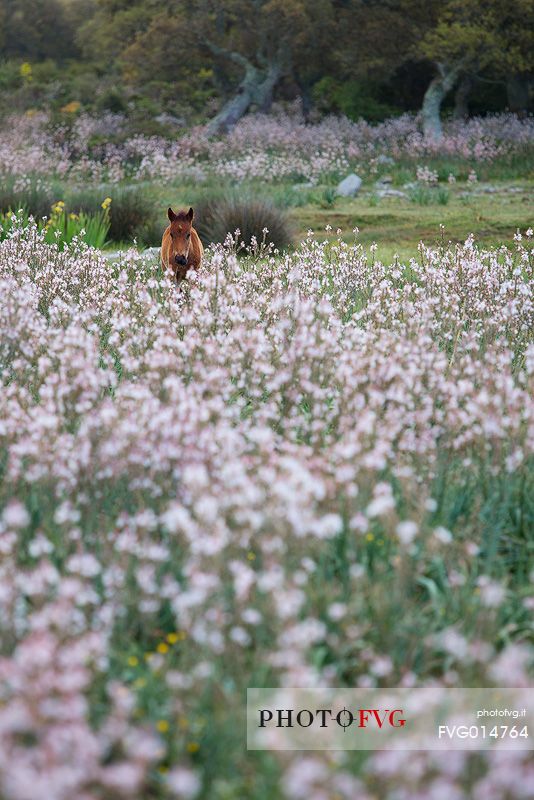 The plateau of the Giara is a vast area in the heart of Sardinia, with an area of 42 square kilometers, and a height of 550 meters above sea level. Just arrived one is enveloped by a feeling of extreme contact with nature