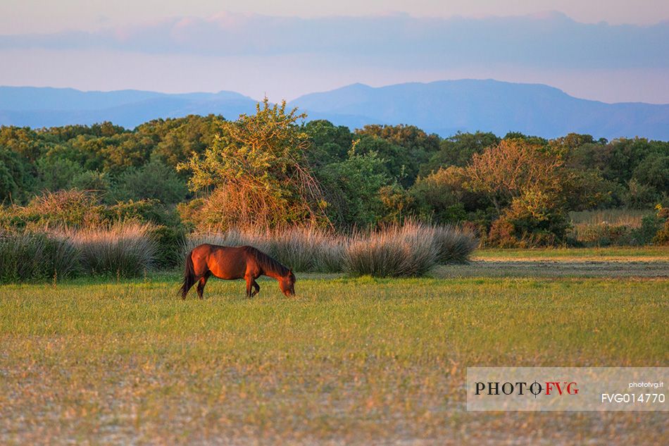 The plateau of the Giara is a vast area in the heart of Sardinia, with an area of 42 square kilometers, and a height of 550 meters above sea level. Just arrived one is enveloped by a feeling of extreme contact with nature