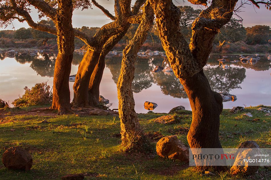 The plateau of the Giara is a vast area in the heart of Sardinia, with an area of 42 square kilometers, and a height of 550 meters above sea level. Just arrived one is enveloped by a feeling of extreme contact with nature