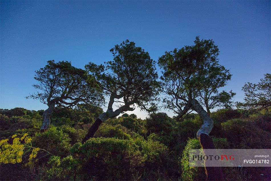 The plateau of the Giara is a vast area in the heart of Sardinia, with an area of 42 square kilometers, and a height of 550 meters above sea level. Just arrived one is enveloped by a feeling of extreme contact with nature