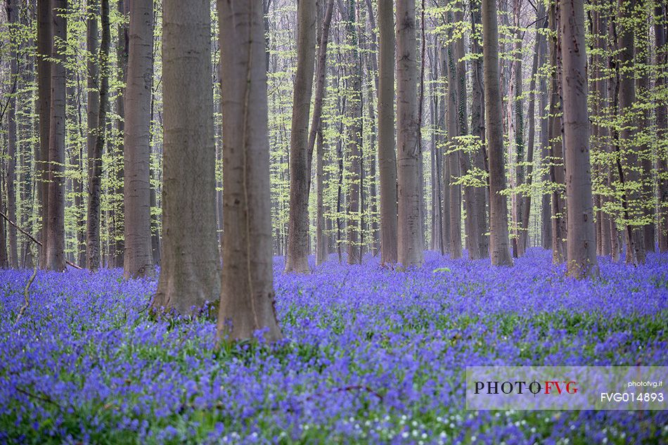 Hallerbos is a public forest. It is administered by the Agency for Nature and Forest management. Hallerbos: an ancient forest with young trees and lots of bluebells.