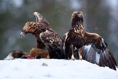 Golden Eagle on dead Red Fox in Utajrvi (Finland)