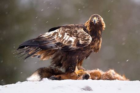 Golden Eagle on dead Red Fox in Utajrvi (Finland)