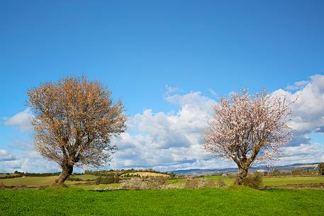 Sardinian countryside to the blossoming of spring