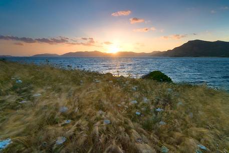 The light, the wind and the ears give movement and color at the South West coast of Sardinia, Piscinn, Sulcis-Iglesiente, Sardinia, Italy