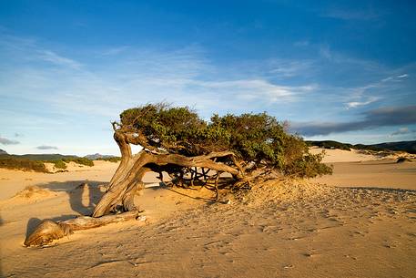 Piscinas is one of the wonders of the whole island, a desert with dunes up to sixty meters that penetrate inland for several miles and plunge into a sea blue and boundless, Arbus, Sardinia, Italy