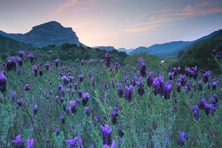 The side of the mountain Lora resumes gentle stretches of a sleeping woman, while spring blooms along the river Flumendosa