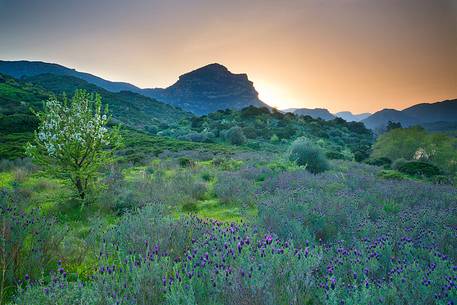 The spring blooms adorns the profile of the Monte Lora (San Vito - Sarrabus) who taken from this angle it seems the face of a sleeping woman