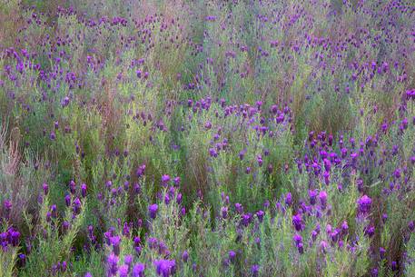 Blooms in the area of ​​Monte Lora (Sardinia - South East)