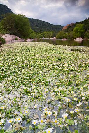 Blossoming ranunculus along the river Rio Picocca in Sarrabus (south eastern Sardinia)