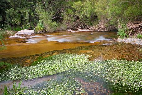 Blossoming ranunculus along the river Rio Picocca in Sarrabus (south eastern Sardinia)