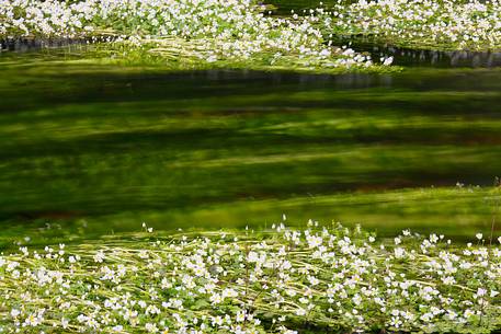 Blossoming ranunculus along the river Rio Picocca in Sarrabus (south eastern Sardinia)