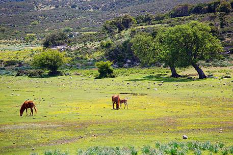 The spring in the Supramonte area