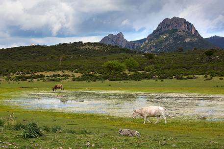 The spring in the Supramonte area