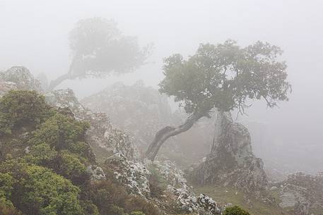 Atmosphere and fog at Monte Perdedu