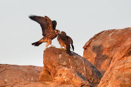 Falco Eleonora in its natural environment, an extraordinary bird Falco Eleonora in its natural environment, an extraordinary bird