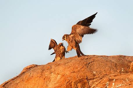 Falco Eleonora in its natural environment, an extraordinary bird Falco Eleonora in its natural environment, an extraordinary bird