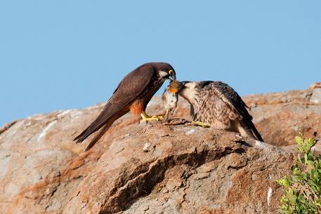 Falco Eleonora in its natural environment, an extraordinary bird Falco Eleonora in its natural environment, an extraordinary bird