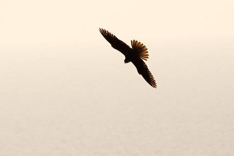 Falco Eleonora in its natural environment, an extraordinary bird Falco Eleonora in its natural environment, an extraordinary bird