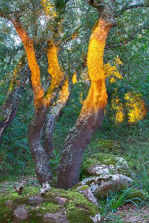 The plateau of the Giara is a vast area in the heart of Sardinia, with an area of 42 square kilometers, and a height of 550 meters above sea level. Just arrived one is enveloped by a feeling of extreme contact with nature