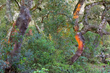 The plateau of the Giara is a vast area in the heart of Sardinia, with an area of 42 square kilometers, and a height of 550 meters above sea level. Just arrived one is enveloped by a feeling of extreme contact with nature