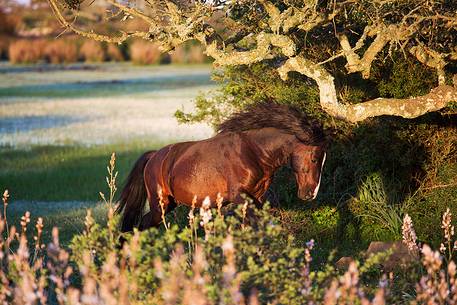 The plateau of the Giara is a vast area in the heart of Sardinia, with an area of 42 square kilometers, and a height of 550 meters above sea level. Just arrived one is enveloped by a feeling of extreme contact with nature