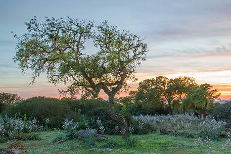 The plateau of the Giara is a vast area in the heart of Sardinia, with an area of 42 square kilometers, and a height of 550 meters above sea level. Just arrived one is enveloped by a feeling of extreme contact with nature