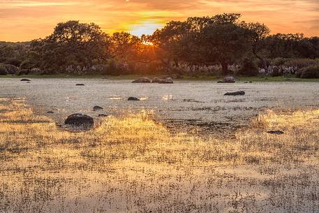 The plateau of the Giara is a vast area in the heart of Sardinia, with an area of 42 square kilometers, and a height of 550 meters above sea level. Just arrived one is enveloped by a feeling of extreme contact with nature