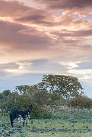 The plateau of the Giara is a vast area in the heart of Sardinia, with an area of 42 square kilometers, and a height of 550 meters above sea level. Just arrived one is enveloped by a feeling of extreme contact with nature