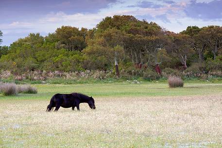 The plateau of the Giara is a vast area in the heart of Sardinia, with an area of 42 square kilometers, and a height of 550 meters above sea level. Just arrived one is enveloped by a feeling of extreme contact with nature