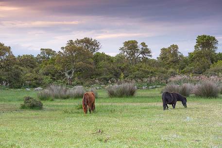 The plateau of the Giara is a vast area in the heart of Sardinia, with an area of 42 square kilometers, and a height of 550 meters above sea level. Just arrived one is enveloped by a feeling of extreme contact with nature