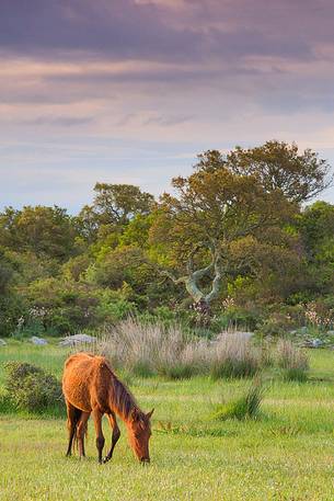 The plateau of the Giara is a vast area in the heart of Sardinia, with an area of 42 square kilometers, and a height of 550 meters above sea level. Just arrived one is enveloped by a feeling of extreme contact with nature