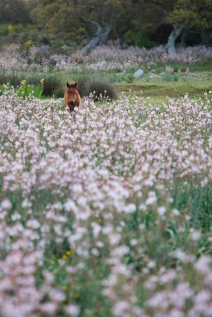 The plateau of the Giara is a vast area in the heart of Sardinia, with an area of 42 square kilometers, and a height of 550 meters above sea level. Just arrived one is enveloped by a feeling of extreme contact with nature