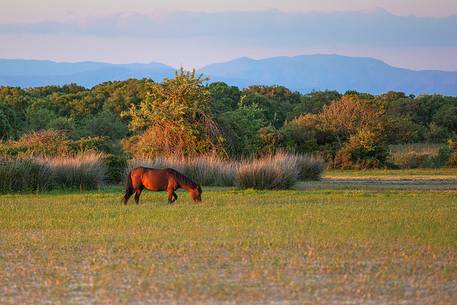 The plateau of the Giara is a vast area in the heart of Sardinia, with an area of 42 square kilometers, and a height of 550 meters above sea level. Just arrived one is enveloped by a feeling of extreme contact with nature