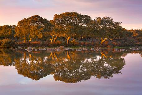 The plateau of the Giara is a vast area in the heart of Sardinia, with an area of 42 square kilometers, and a height of 550 meters above sea level. Just arrived one is enveloped by a feeling of extreme contact with nature