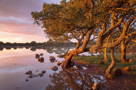 The plateau of the Giara is a vast area in the heart of Sardinia, with an area of 42 square kilometers, and a height of 550 meters above sea level. Just arrived one is enveloped by a feeling of extreme contact with nature