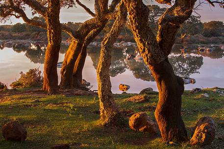 The plateau of the Giara is a vast area in the heart of Sardinia, with an area of 42 square kilometers, and a height of 550 meters above sea level. Just arrived one is enveloped by a feeling of extreme contact with nature