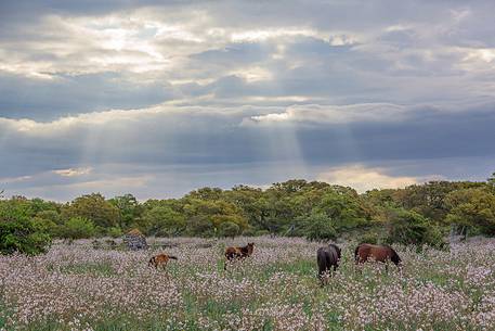 The plateau of the Giara is a vast area in the heart of Sardinia, with an area of 42 square kilometers, and a height of 550 meters above sea level. Just arrived one is enveloped by a feeling of extreme contact with nature